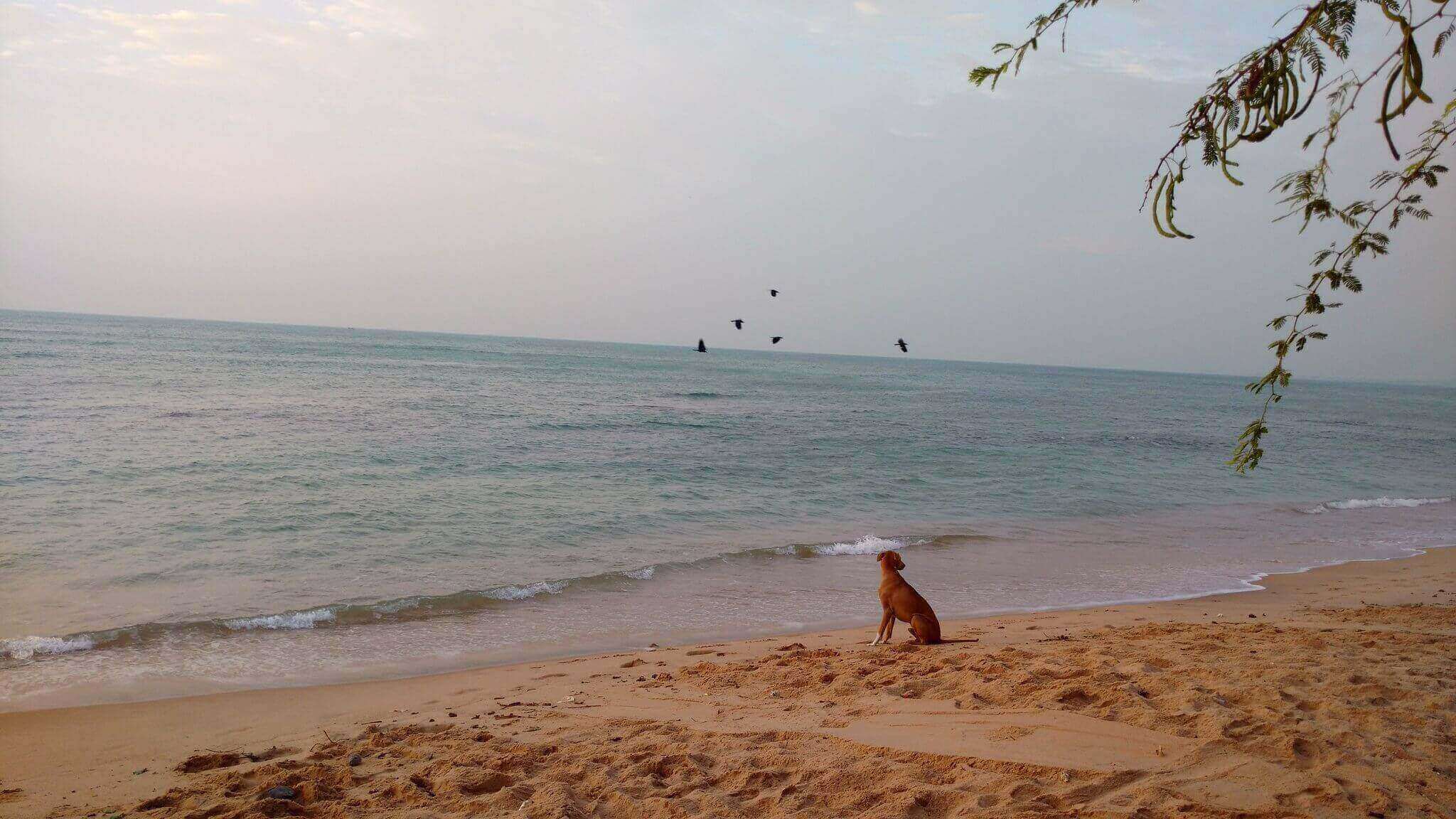 Kootapuli Beach